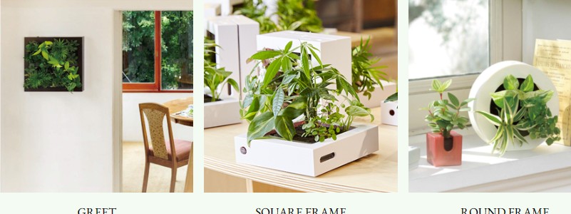 観葉植物なら【みどりの葉奏音】情報サイト